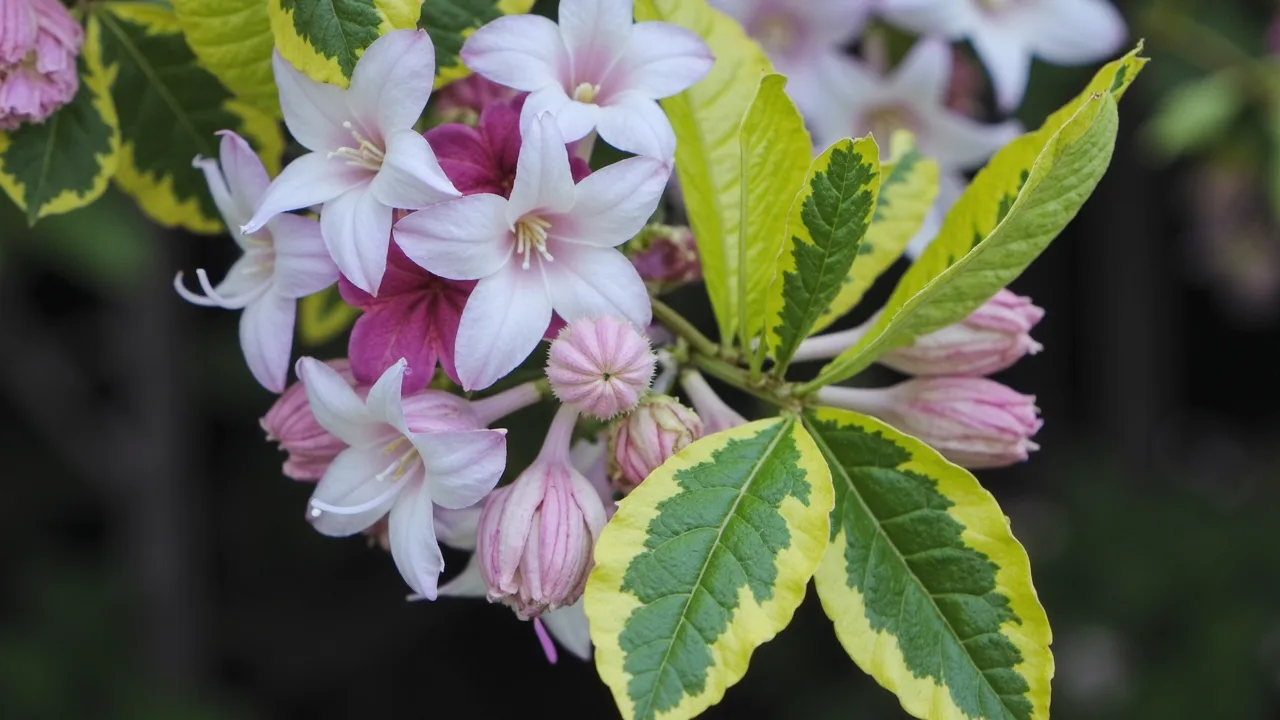 Weigela florida