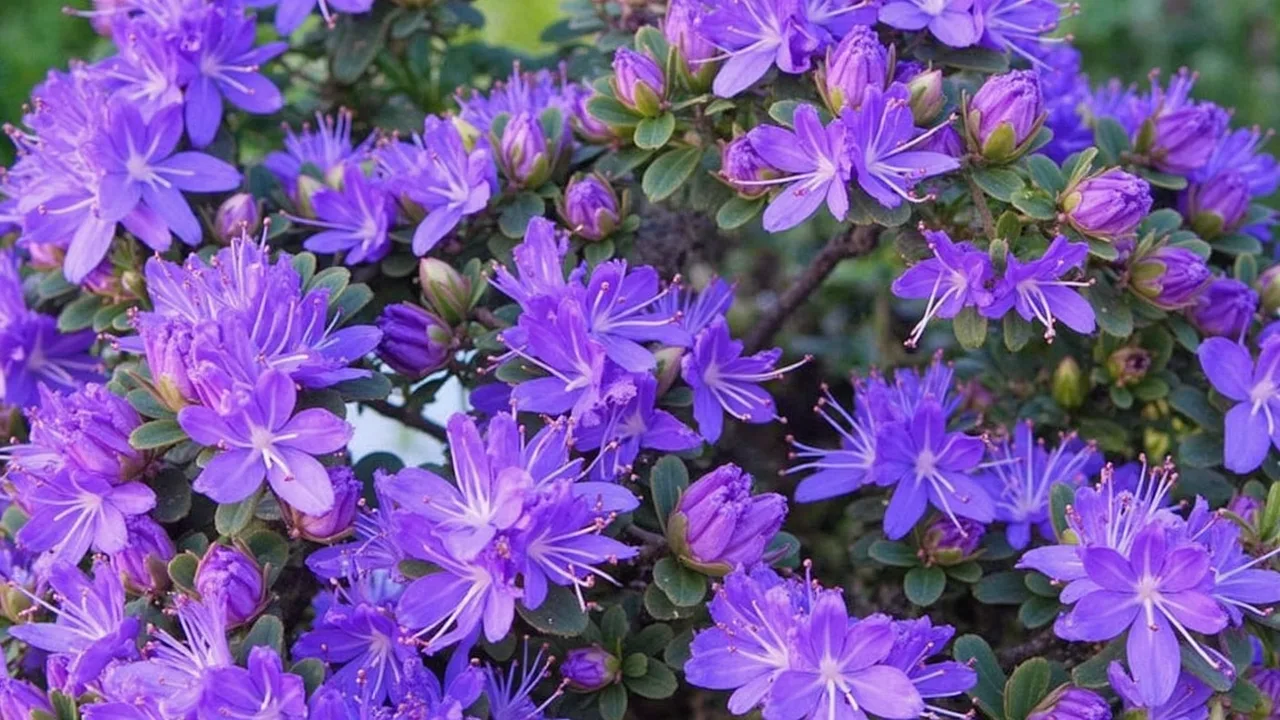 Rhododendron fastigiatum