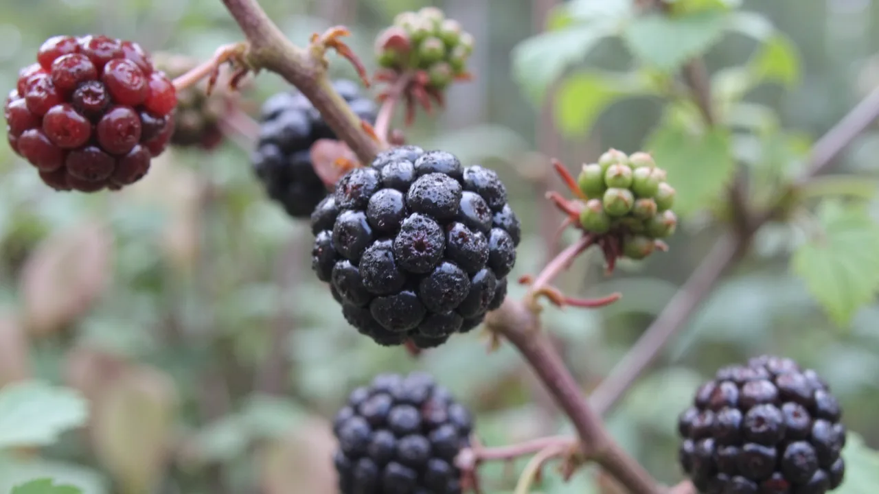 Rubus ulmifolius