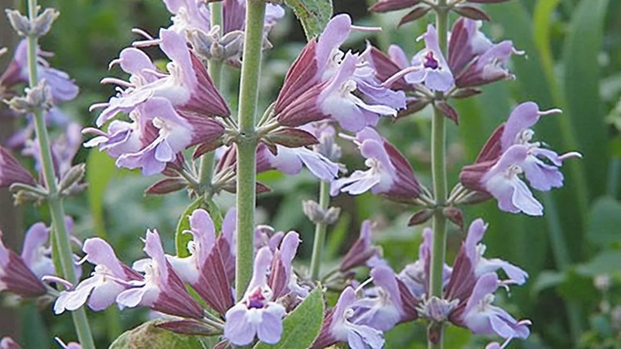 Salvia officinalis