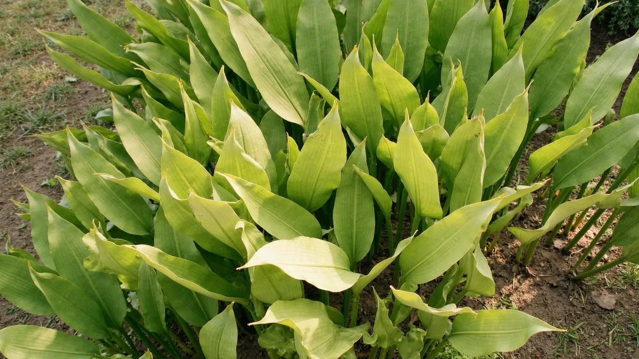 Aspidistra elatior