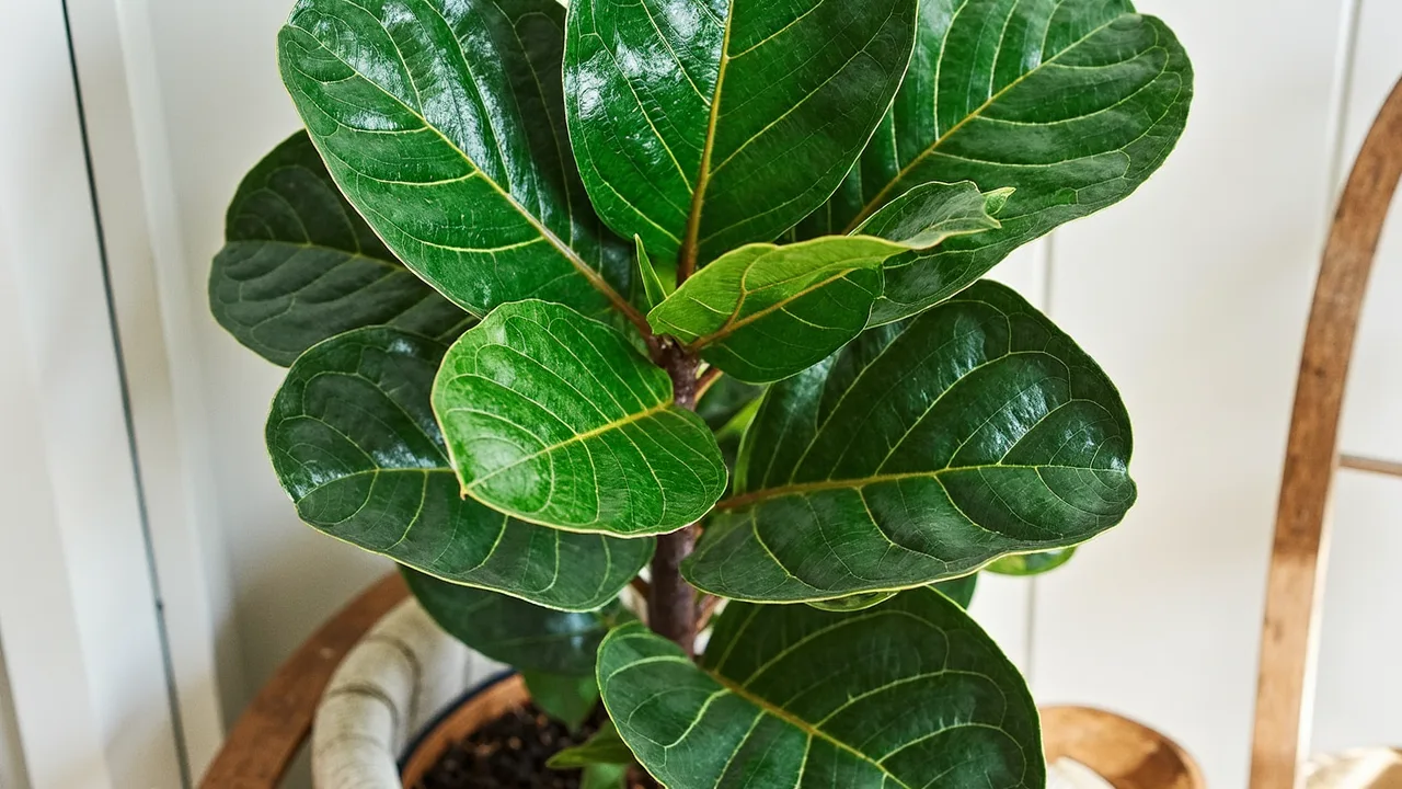 Ficus lyrata