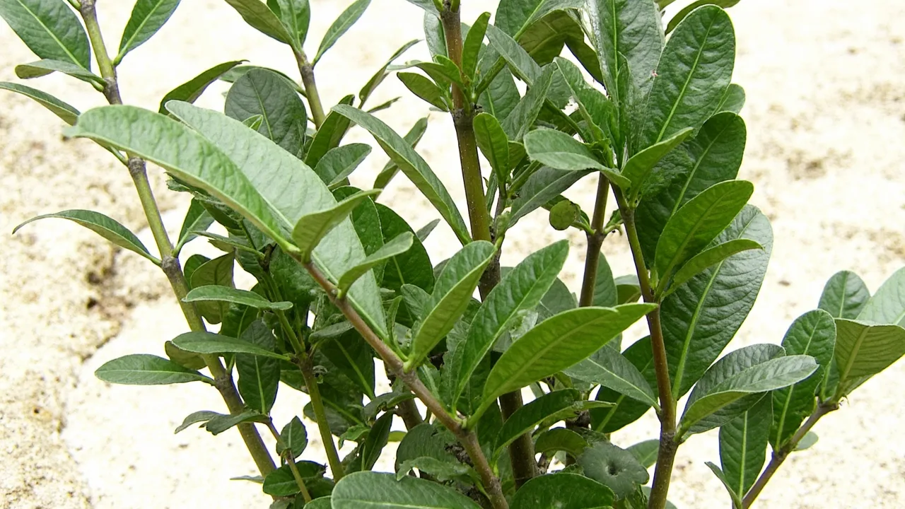 Zamioculcas zamiifolia