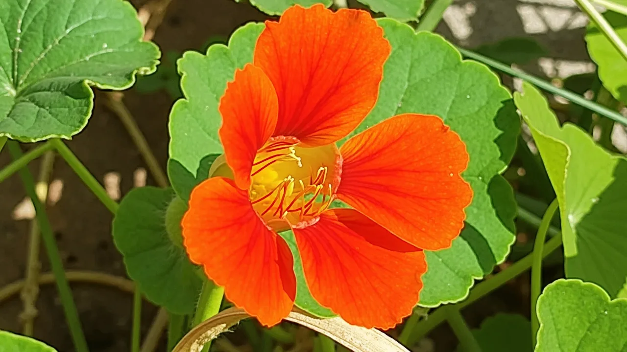 Nasturtium (Tropaeolum majus) orange flower and round leaves