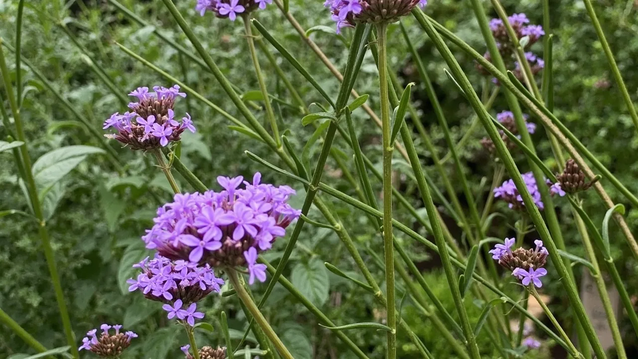 Verbena bonariensis tall purple flower clusters in a garden border