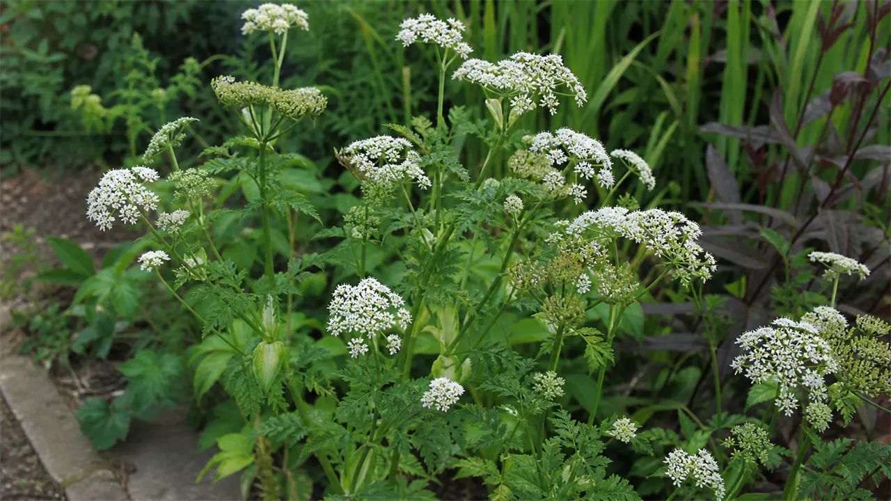 Wild Parsley (Aethusa cynapium)