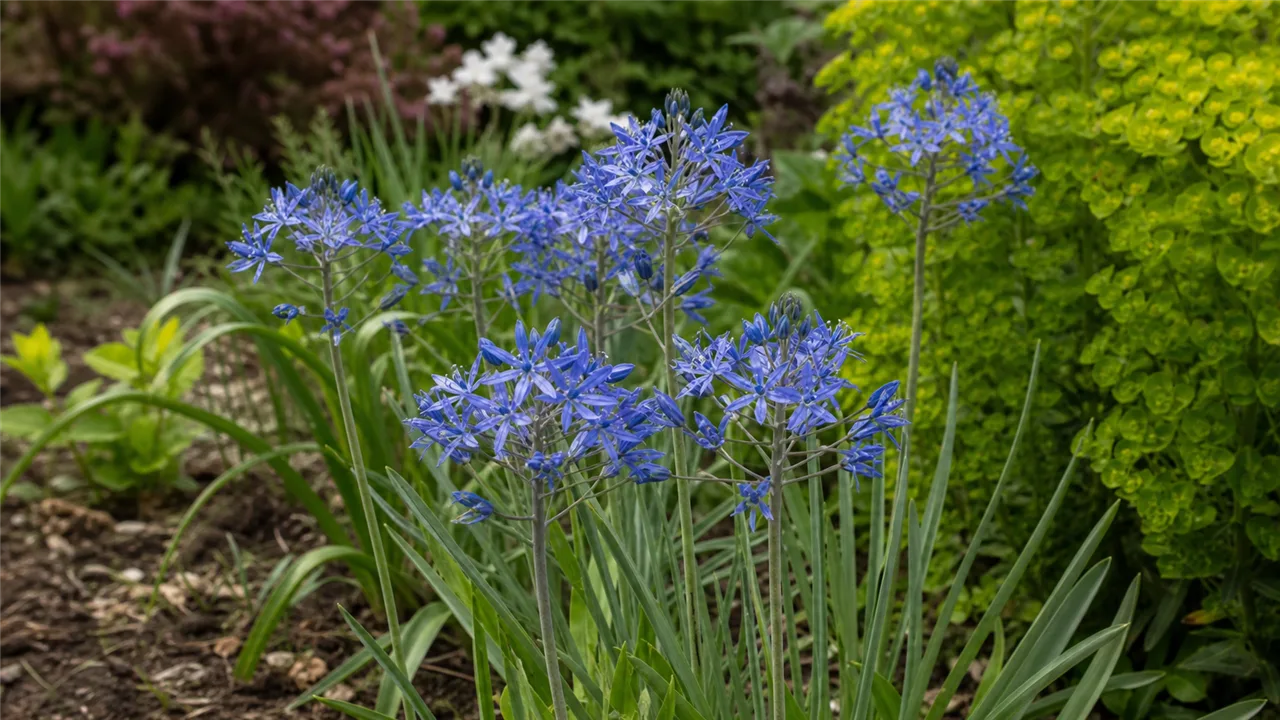 Allium caesium (Allium caesium)