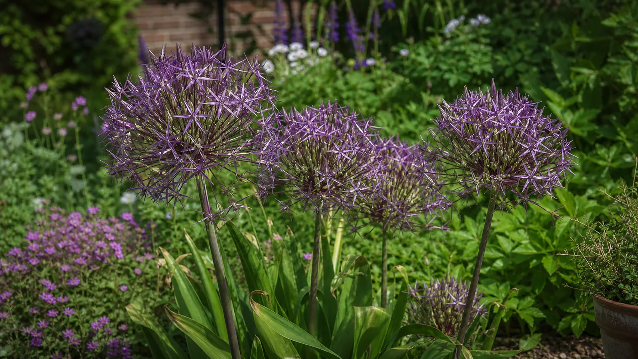 Allium cristophii (Allium cristophii)
