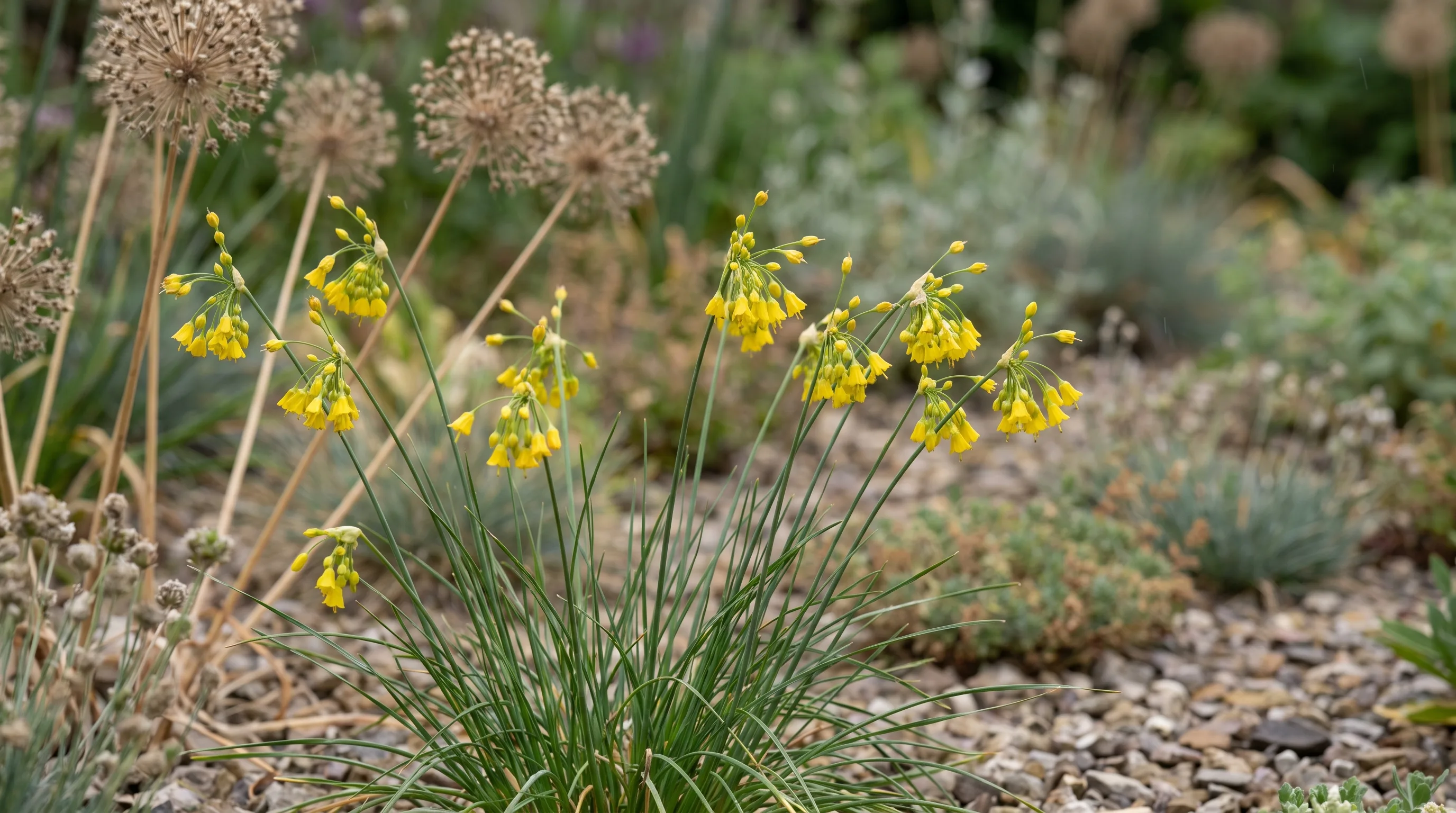 Allium Flavum growing in a UK garden setting