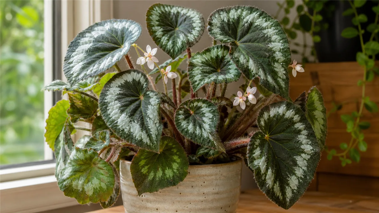 Leaf-ring begonia (Begonia annulata)