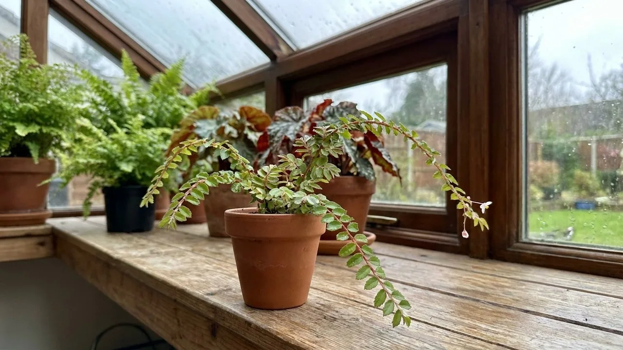 begonia-foliosa small narrow leaves on arching stems in a UK conservatory