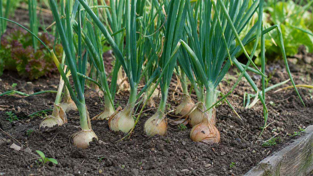 bulb onion (Allium cepa)