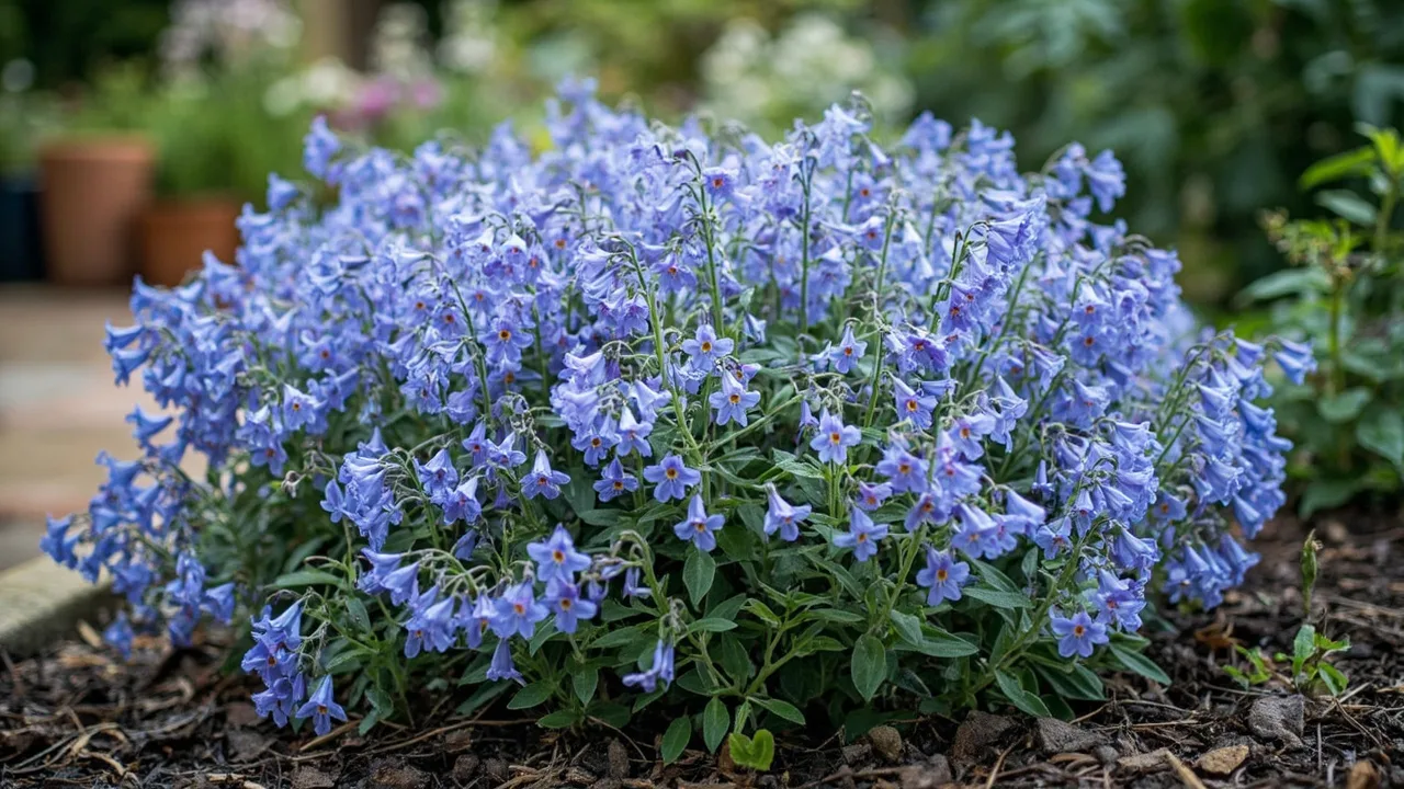 campanula-carpatica documentary photo