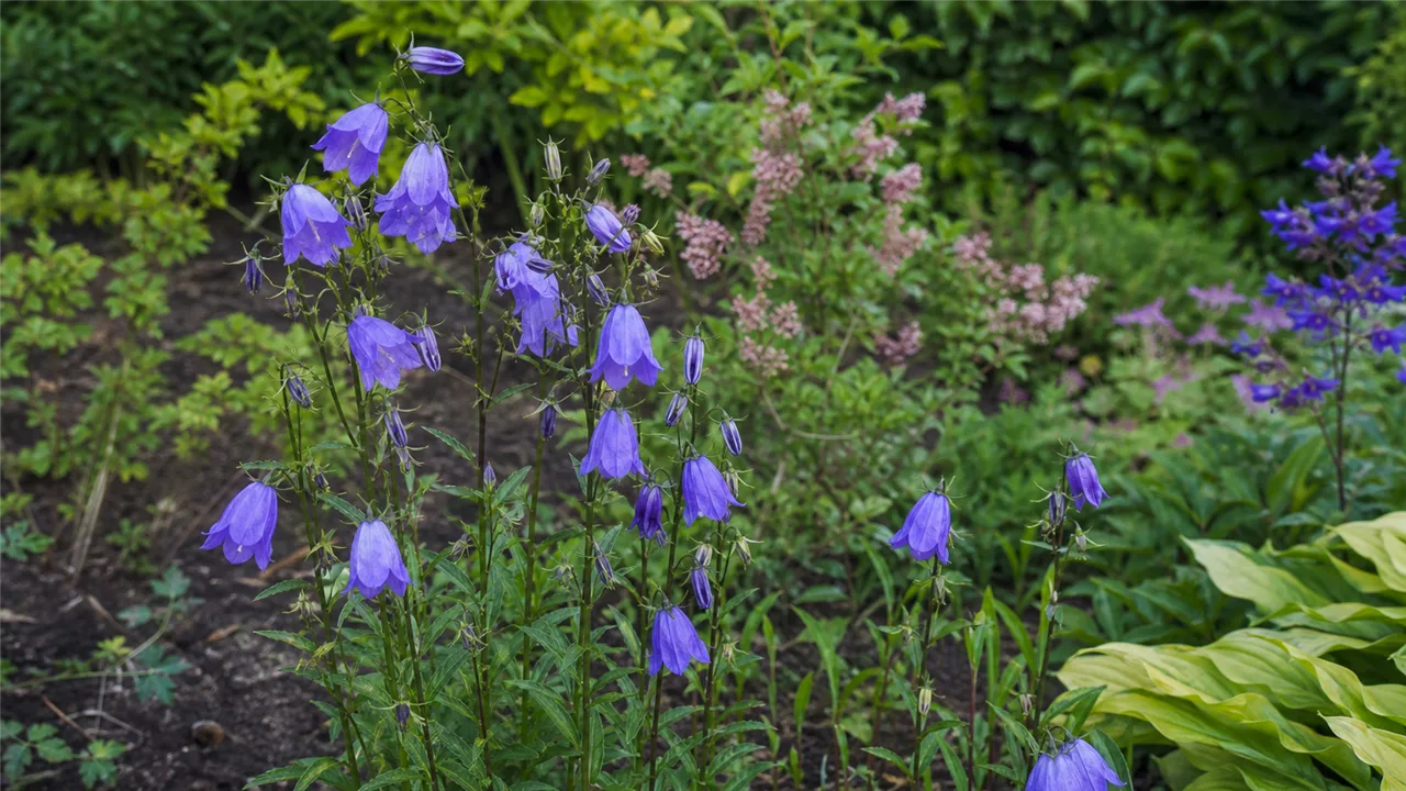Campanula (Campanula)