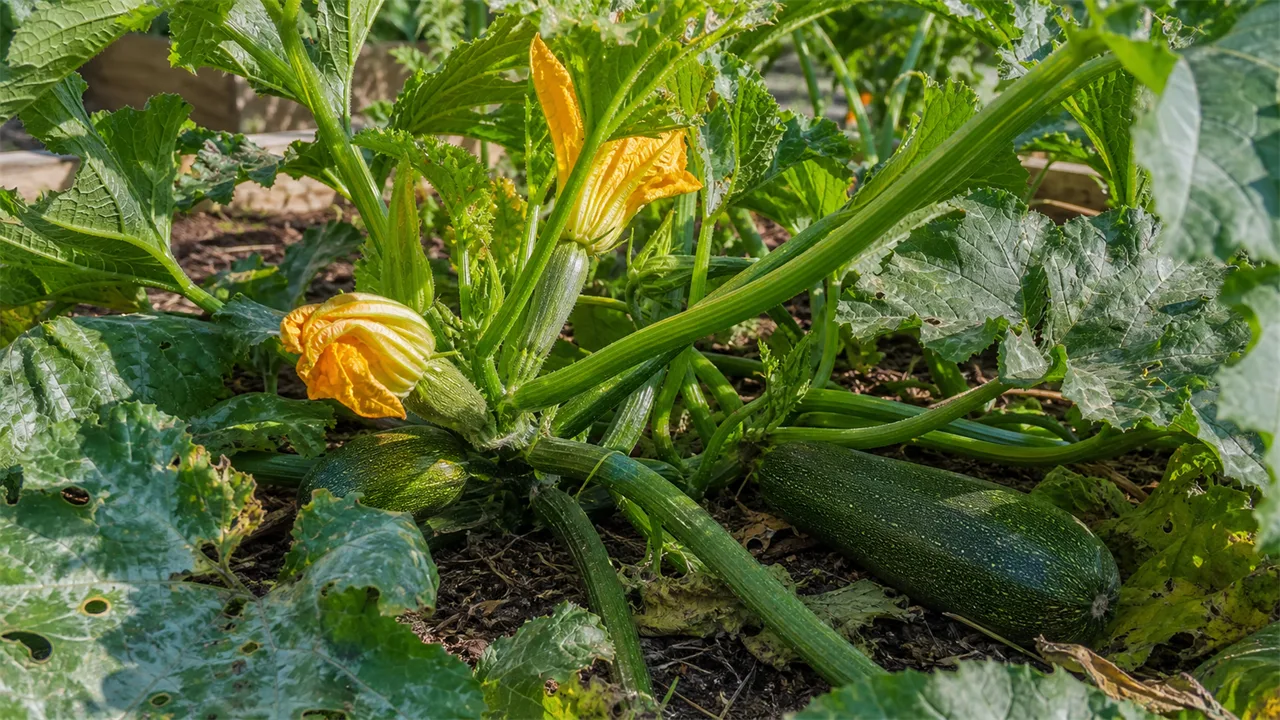 Courgette (Cucurbita pepo)