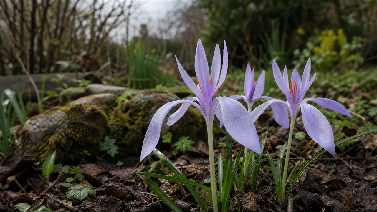 Crocus banaticus (Crocus banaticus)