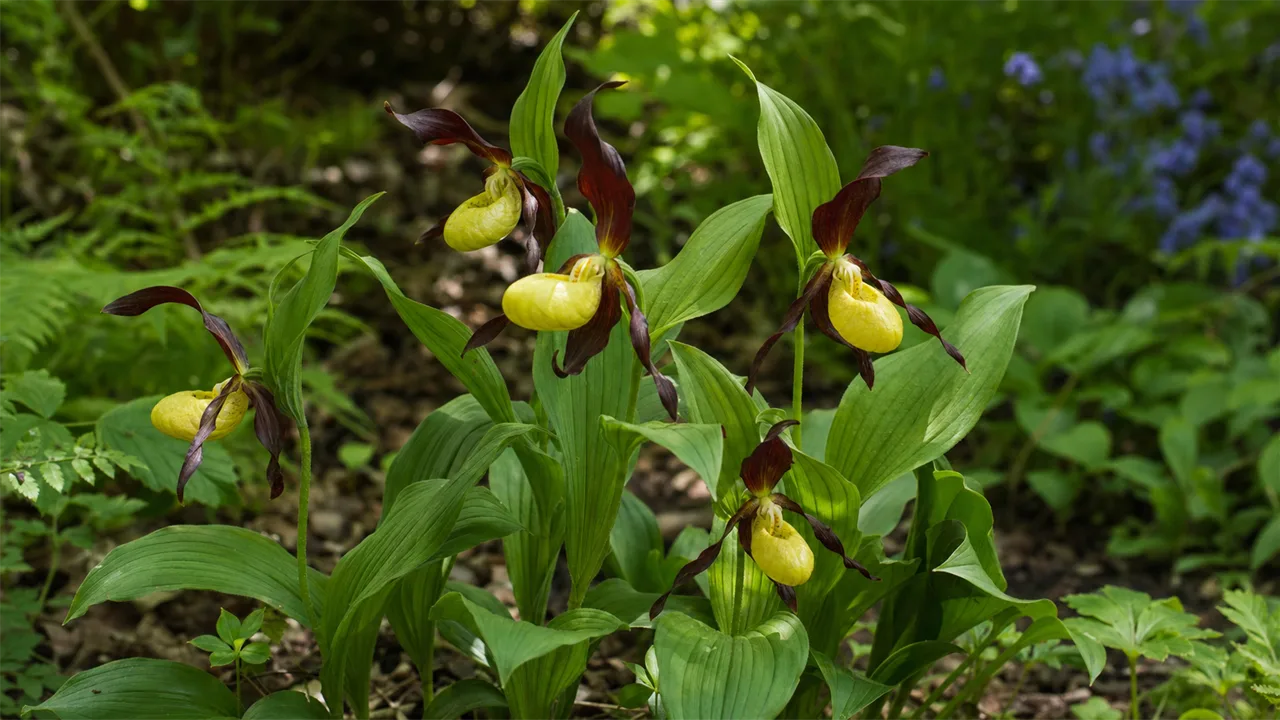 Cypripedium Hank Small hardy lady's-slipper orchid with yellow pouch flowers