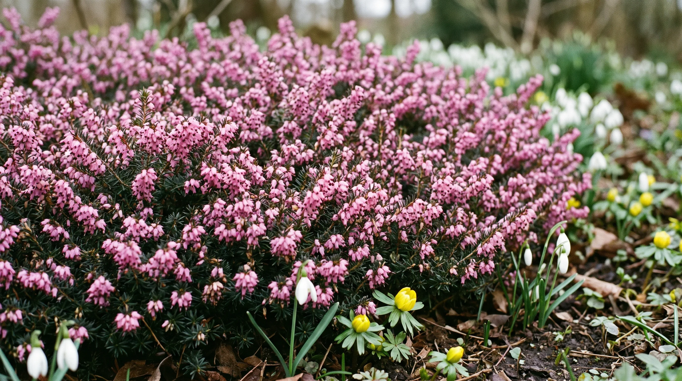 Erica Carnea growing in a UK garden setting