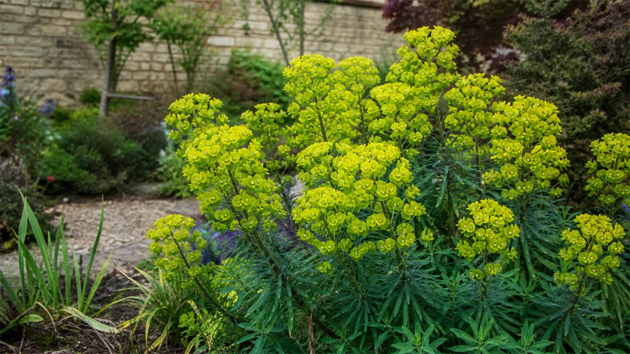 Euphorbia (Euphorbia)