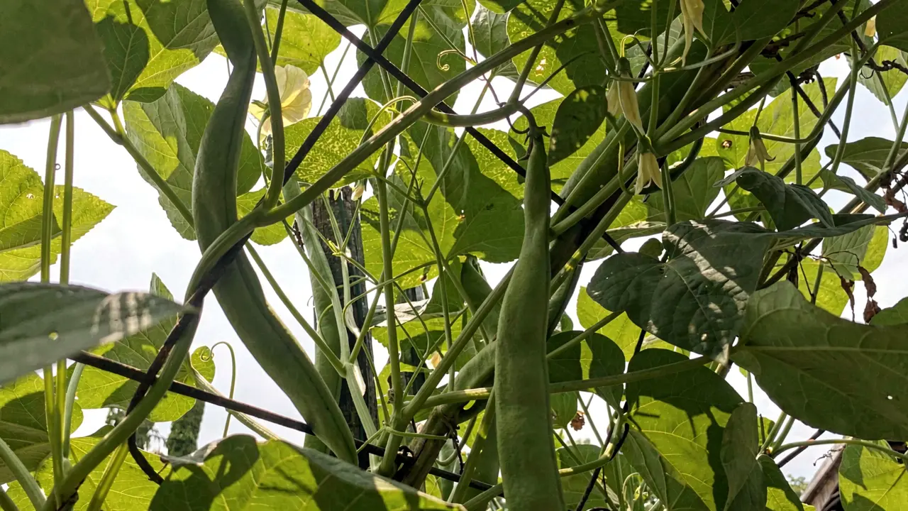 French Bean