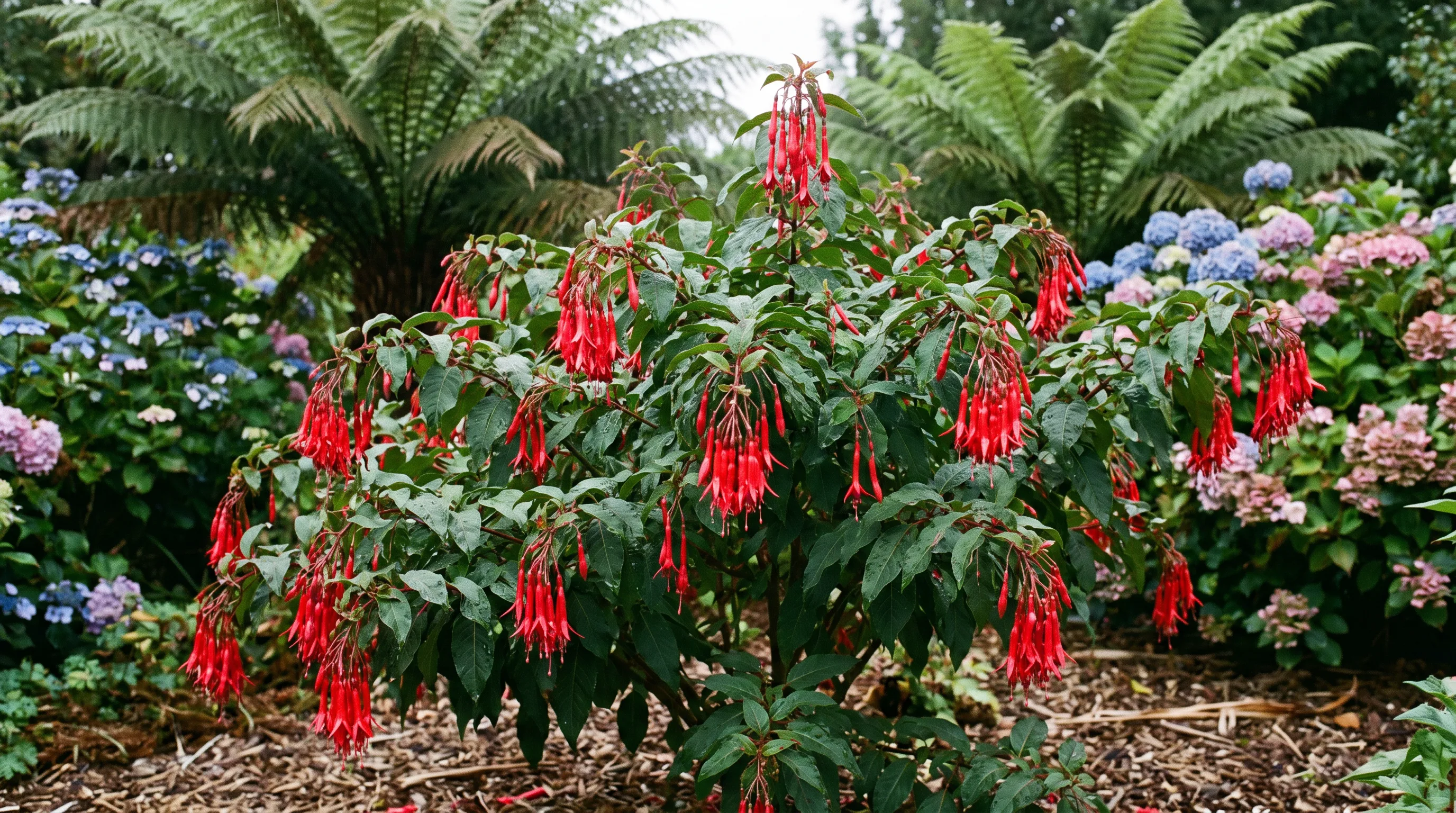 Fuchsia Boliviana growing in a UK garden setting