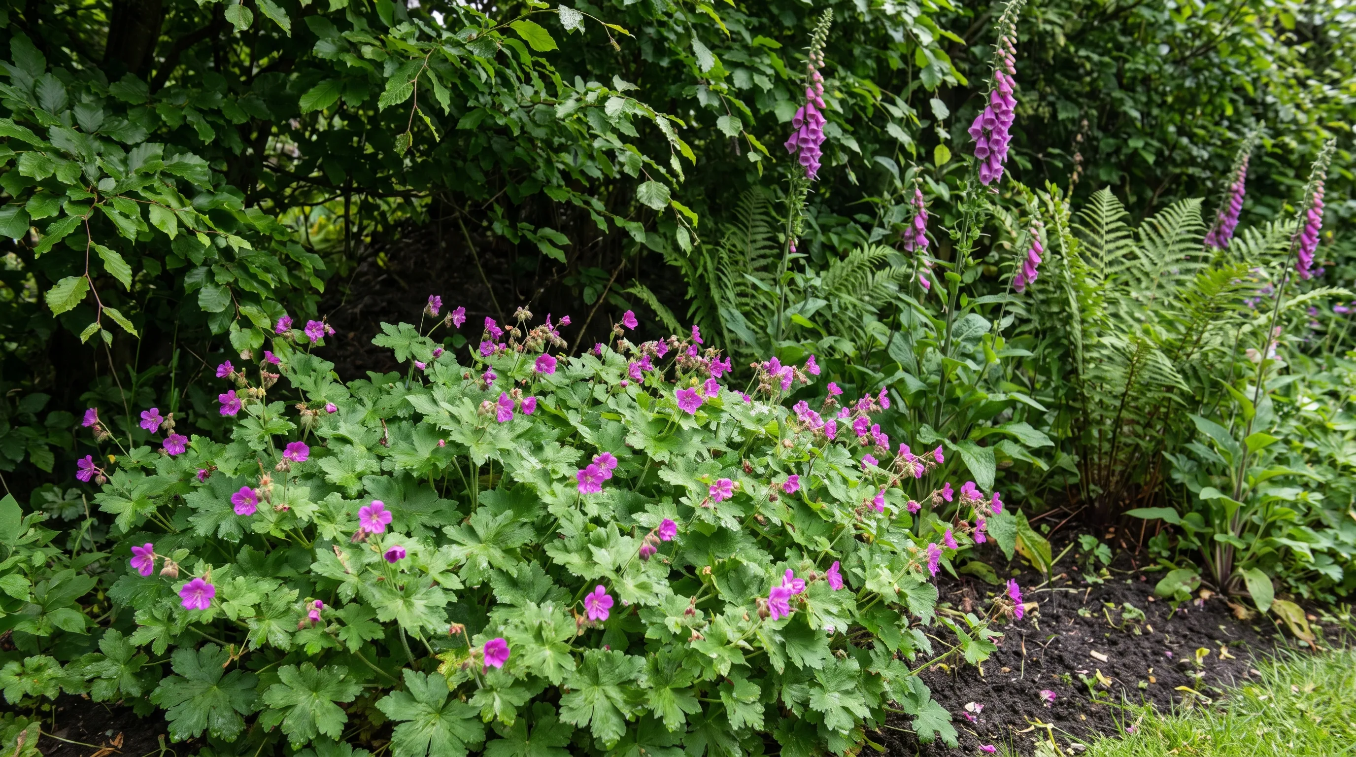 Geranium Macrorrhizum growing in a UK garden setting