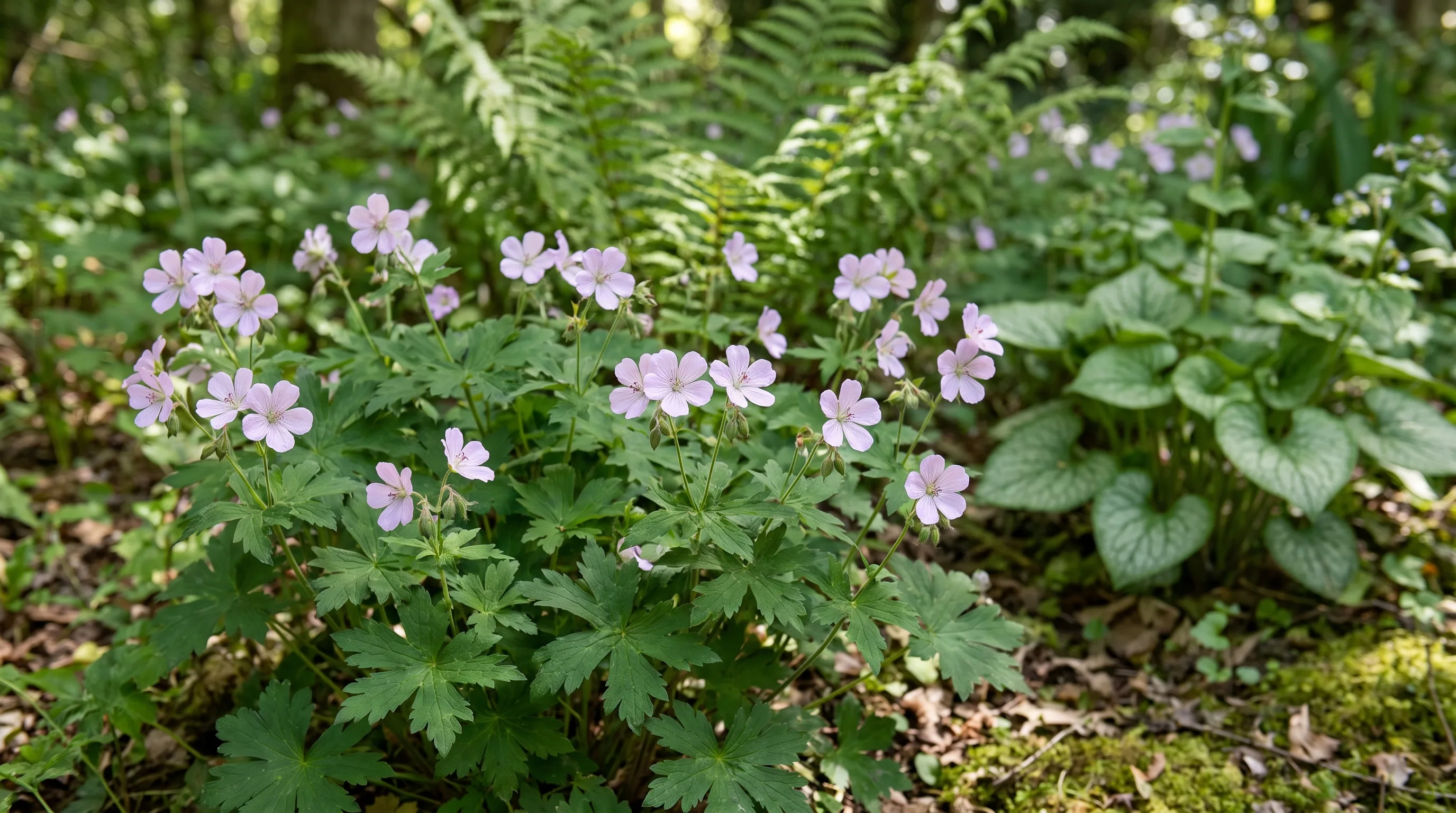 Geranium Maculatum growing in a UK garden setting