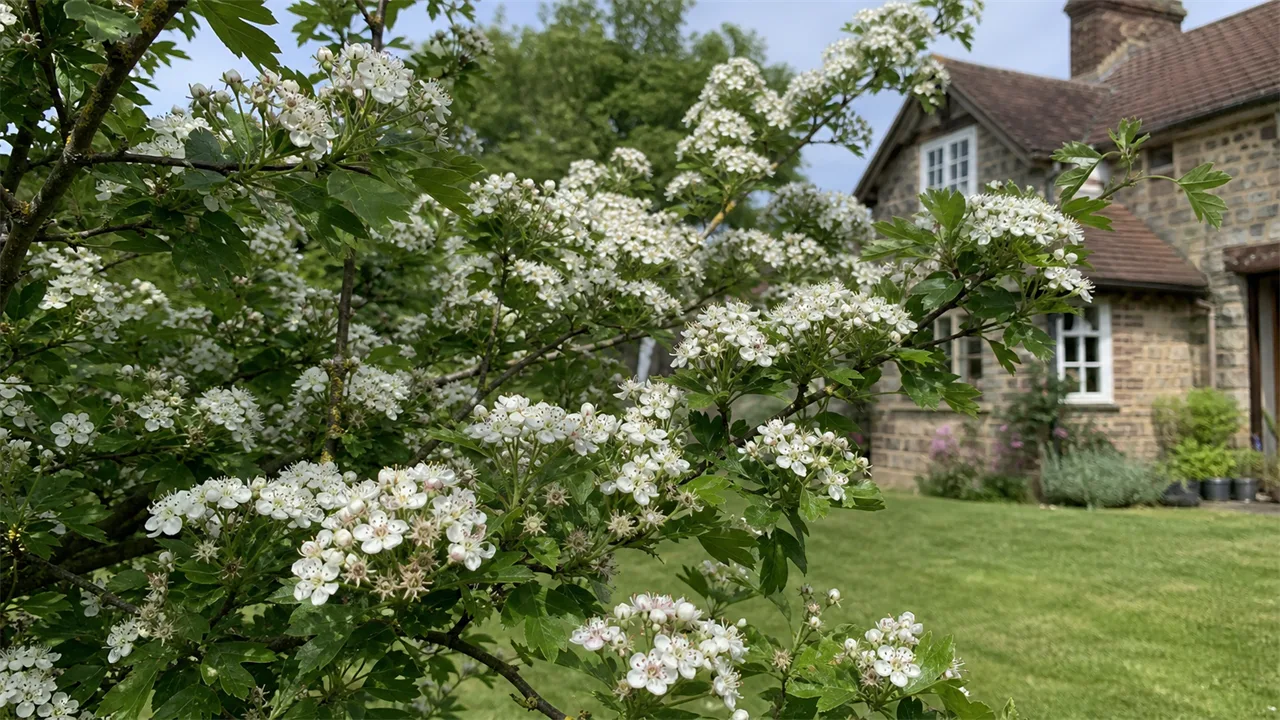 Hawthorn (Crataegus monogyna)