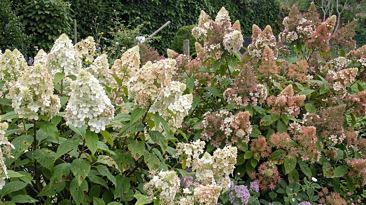 Hydrangea paniculata (panicle hydrangea)
