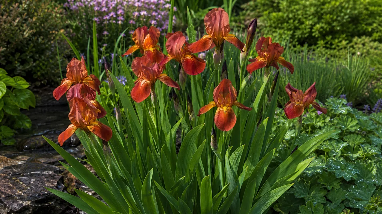 Iris fulvala (Iris fulvala)