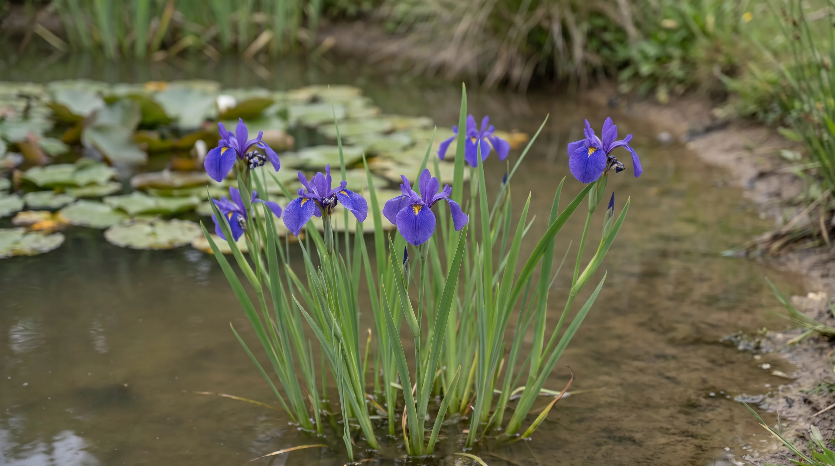 Iris Laevigata growing in a UK garden setting