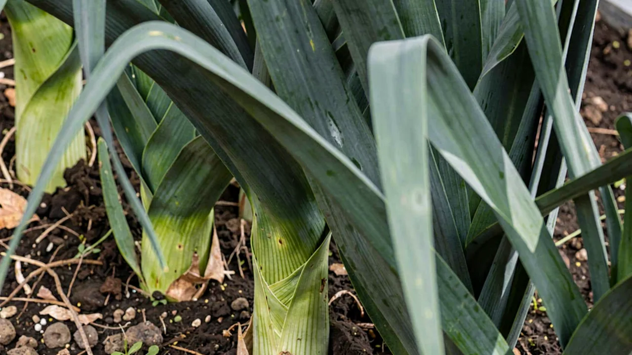 Leek