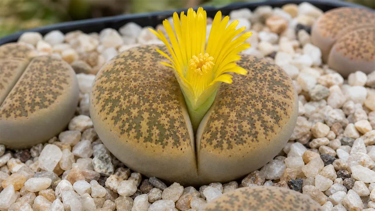 Lithops dorotheae living stone with a yellow flower emerging from its central fissure