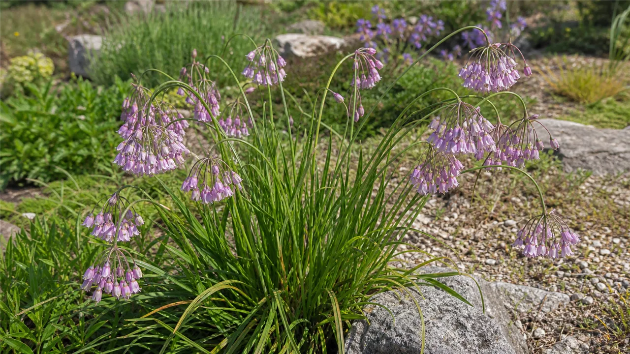 Nodding Onion (Allium cernuum)
