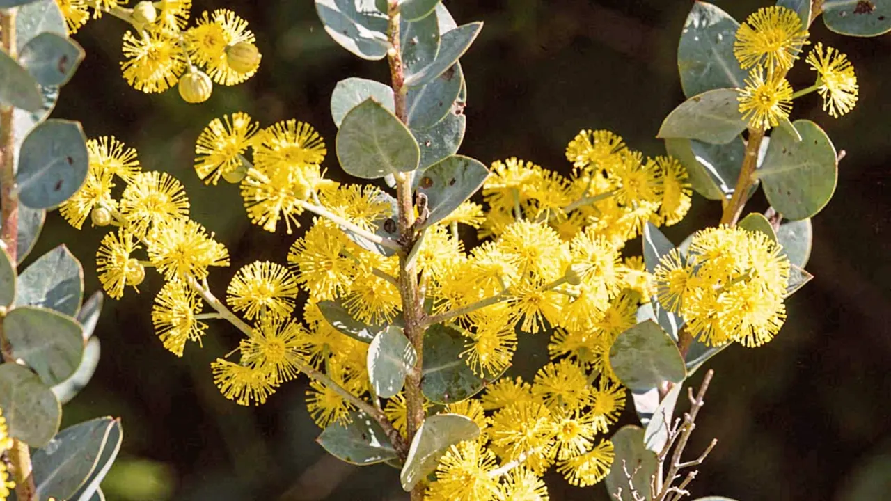 Oven Wattle