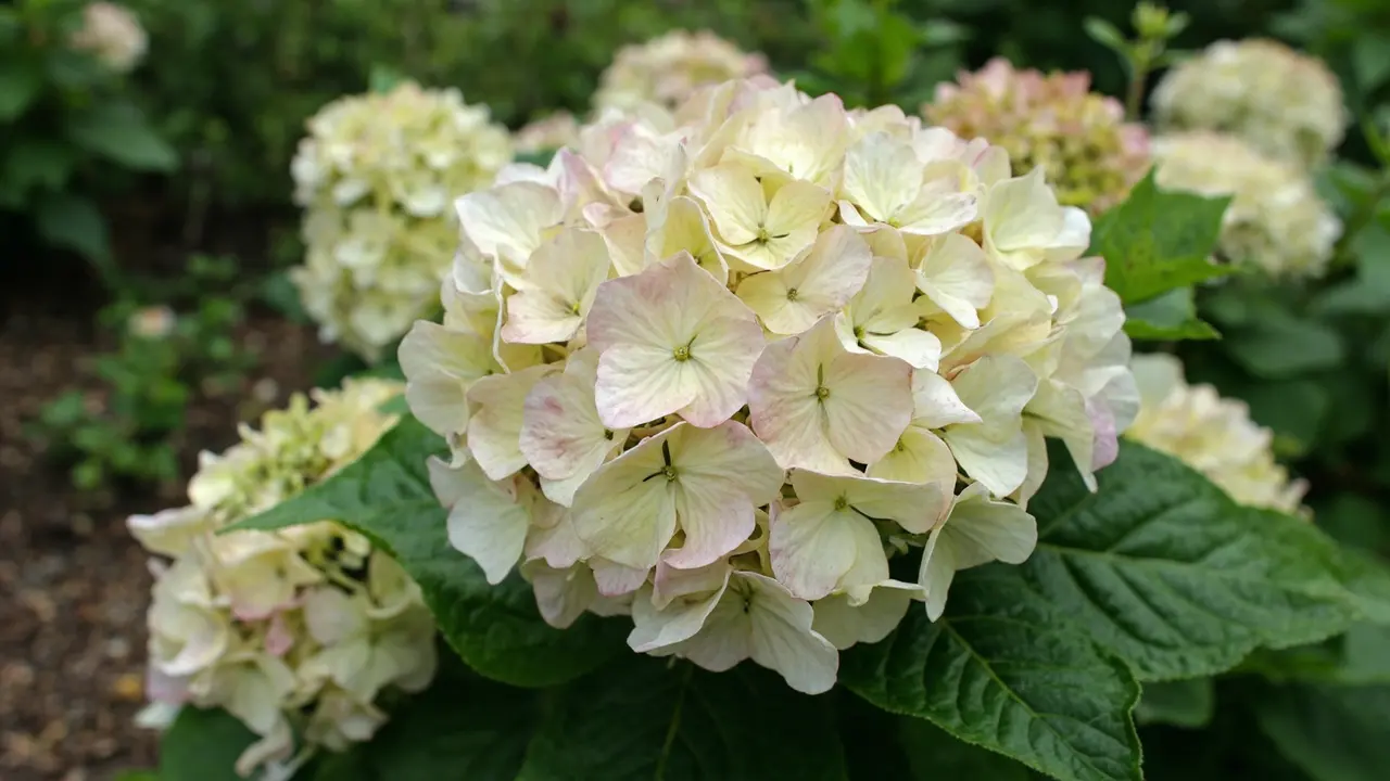 Panicle Hydrangea in flower