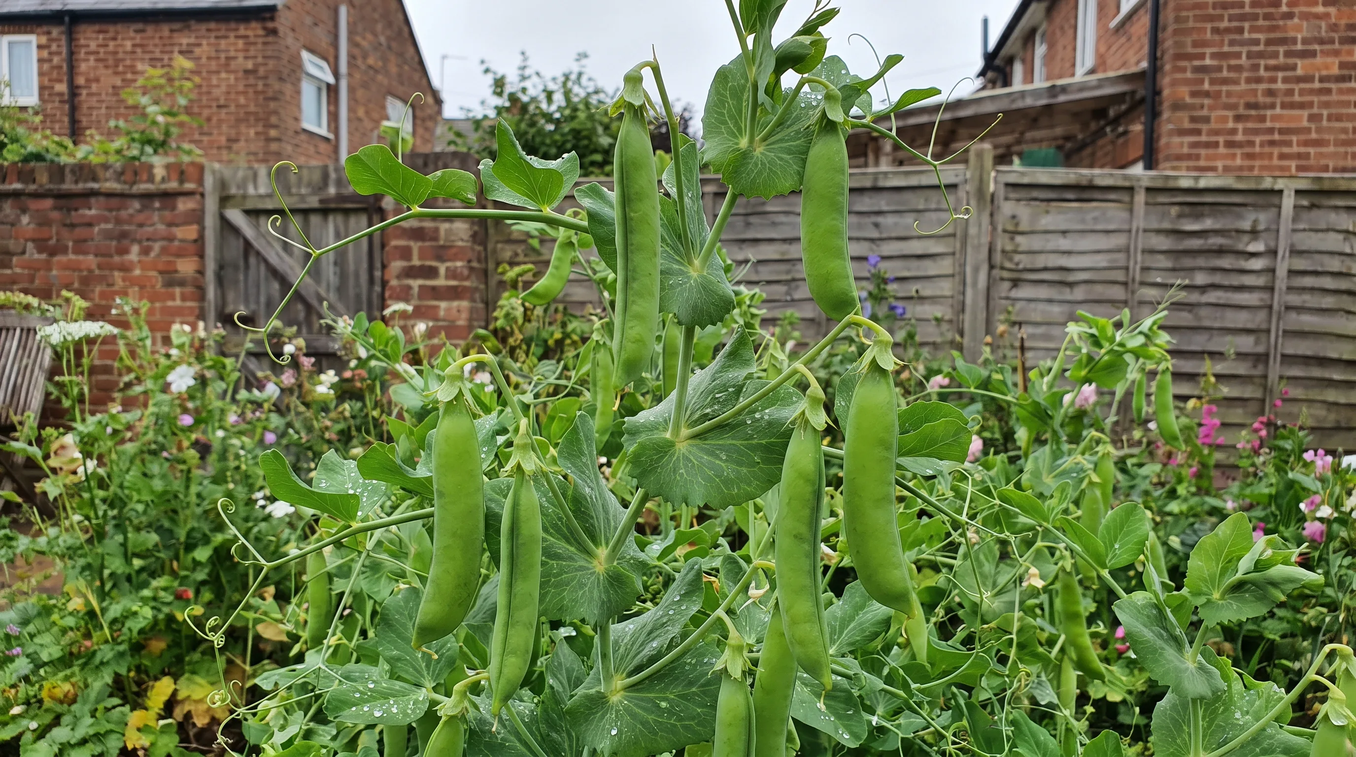 Plump pea pods ready for picking on the vine
