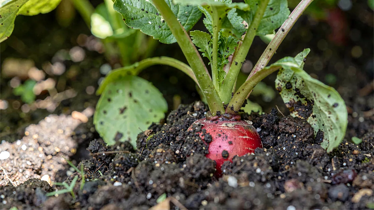 Radish