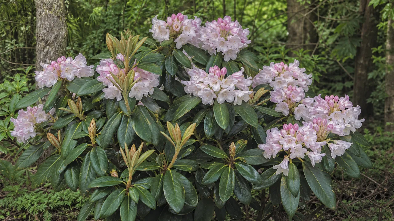 Rhododendron pseudochrysanthum (Rhododendron pseudochrysanthum)