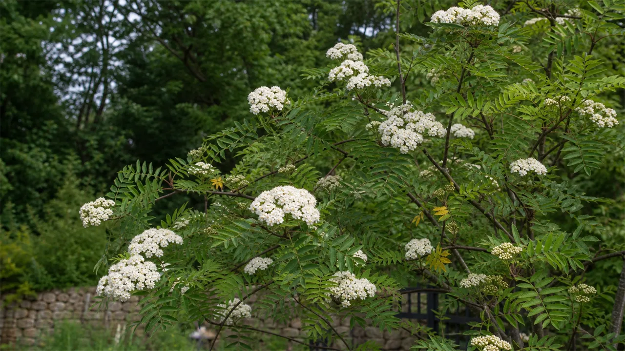 Rowan (Sorbus aucuparia)