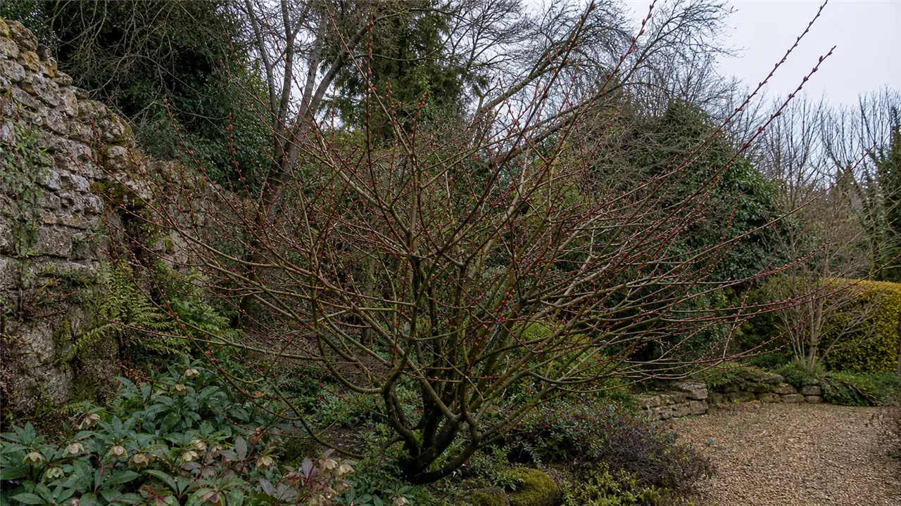 Farges willow (Salix fargesii)