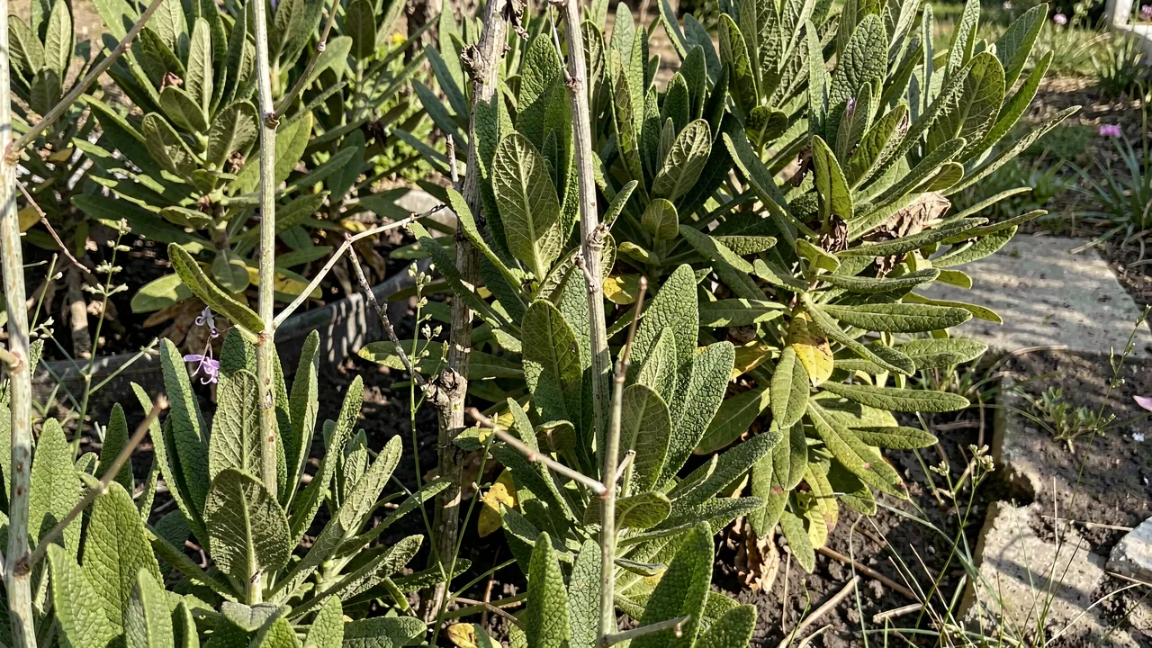 Salvia candelabrum