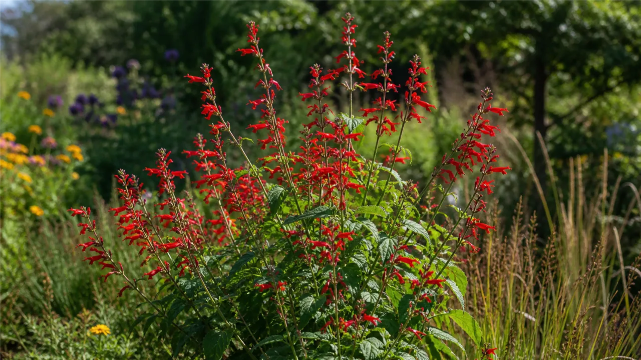 Salvia coccinea (Salvia coccinea)