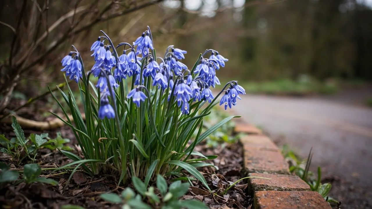 Hybrid Squill (Scilla × allenii) documentary photo