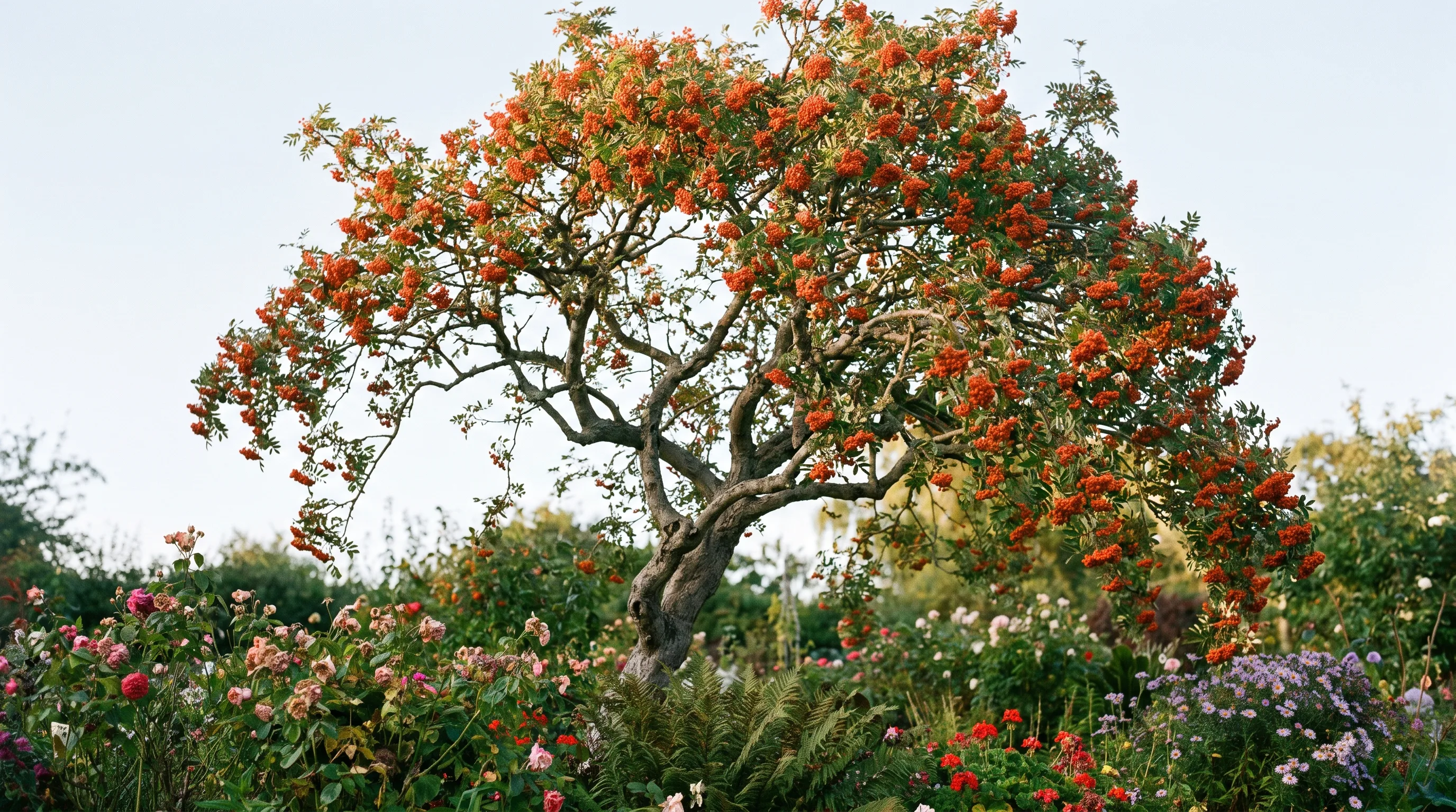 Sorbus growing in a UK garden setting