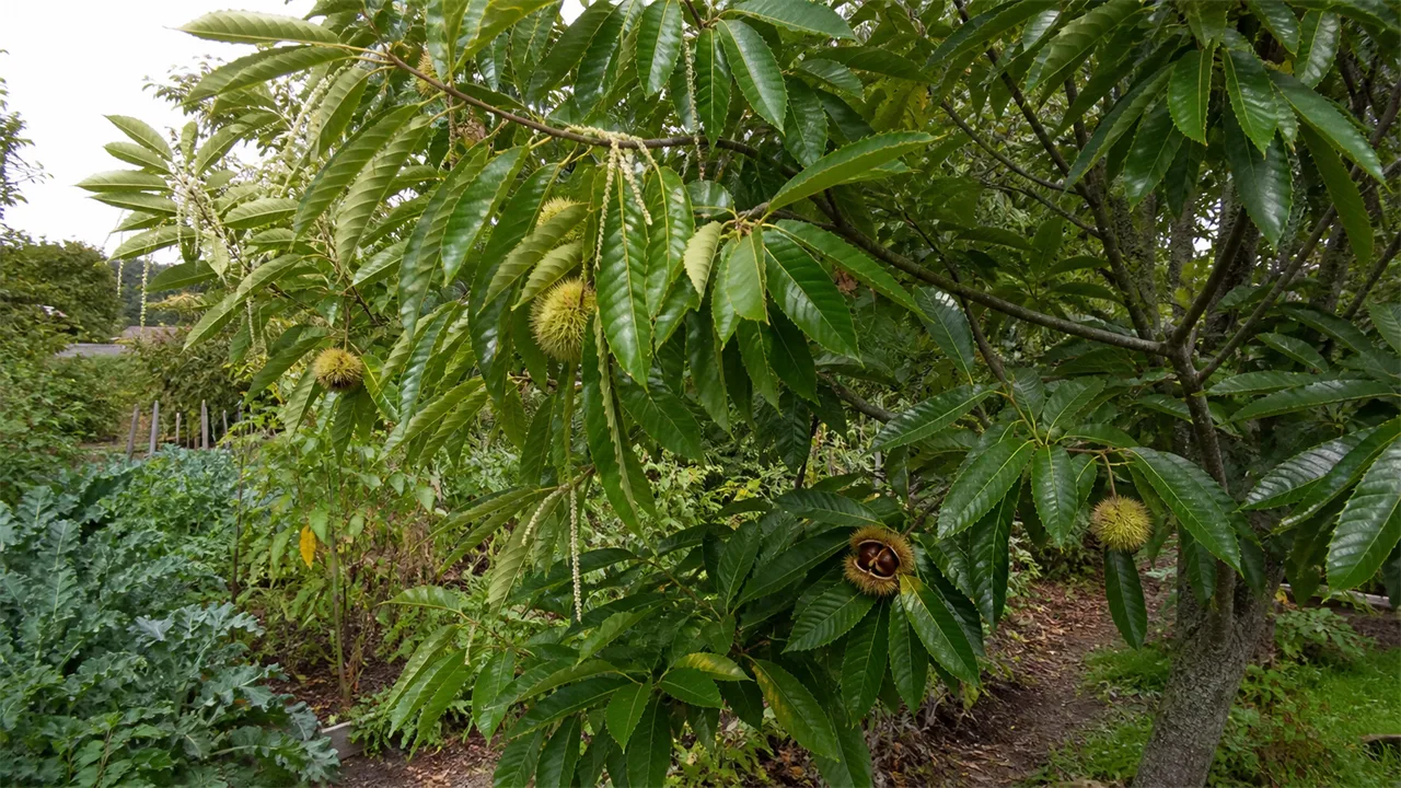 Sweet Chestnut (Castanea sativa)