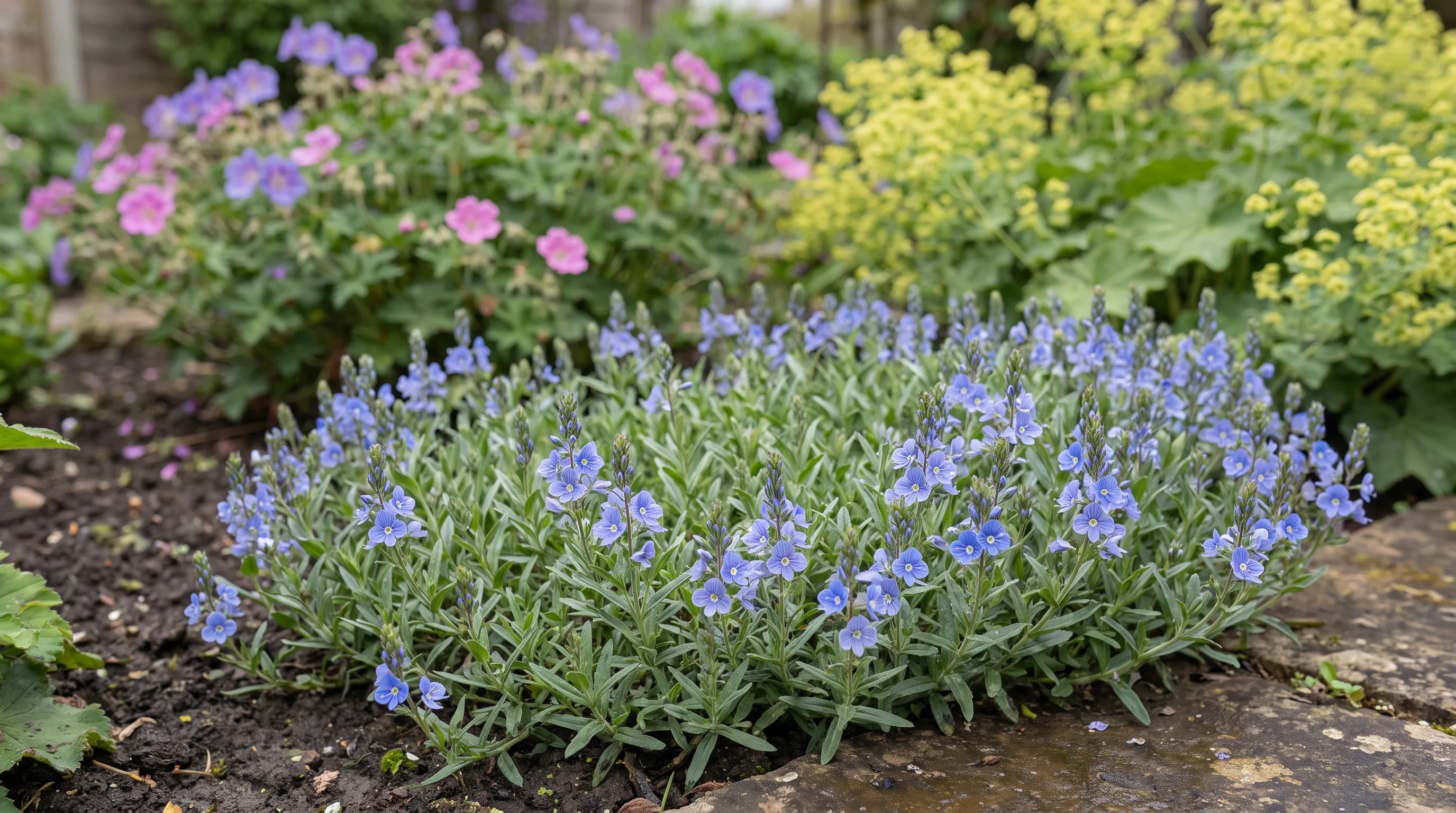 Veronica Austriaca growing in a UK garden setting
