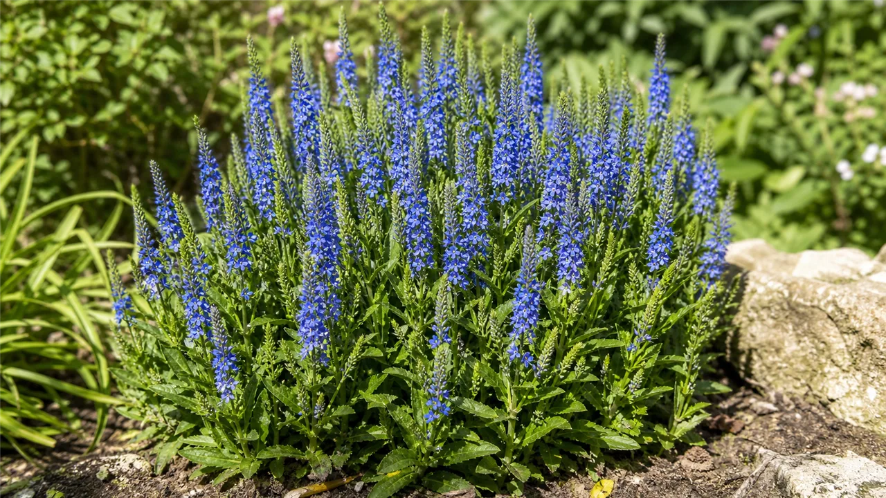Veronica (Veronica)