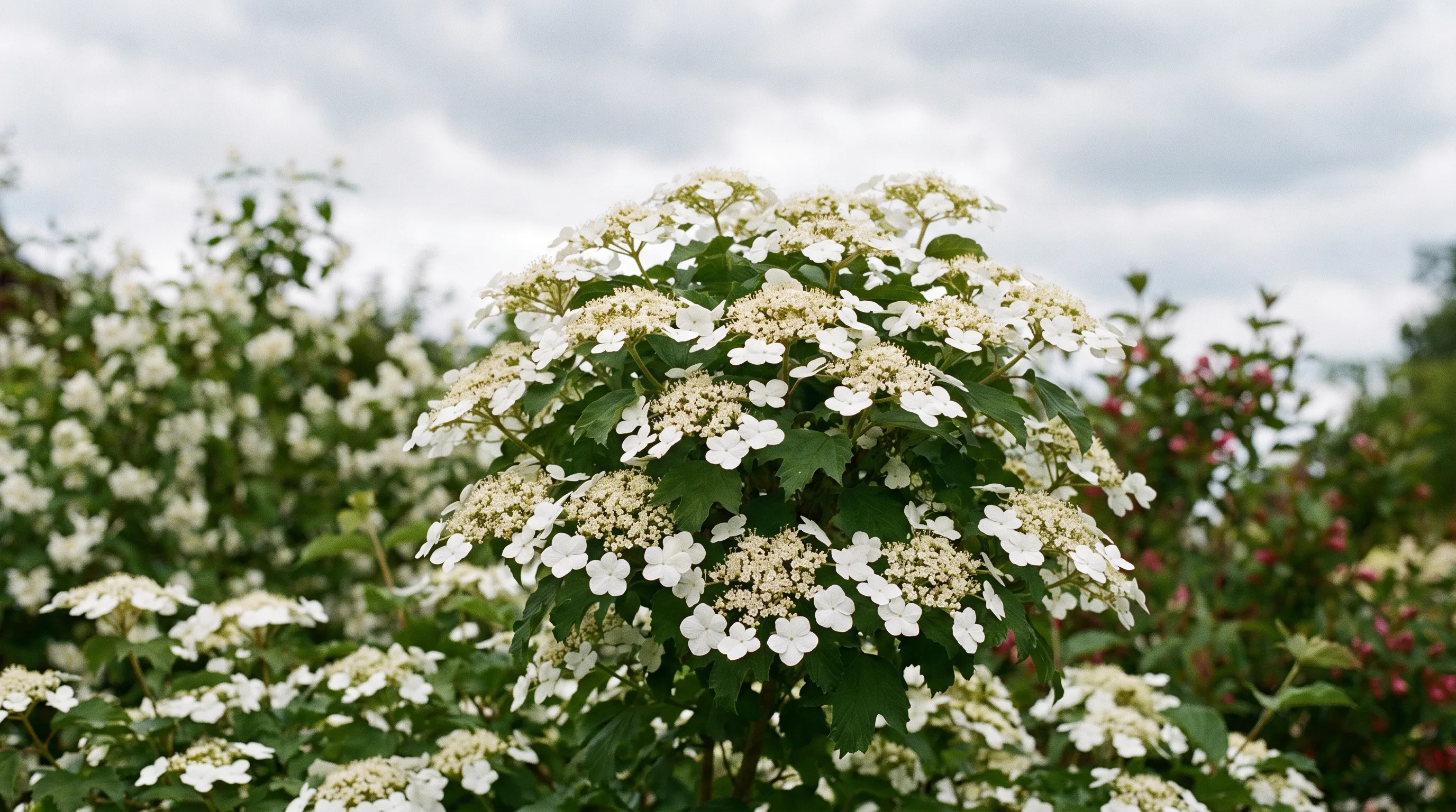 Viburnum growing in a UK garden setting