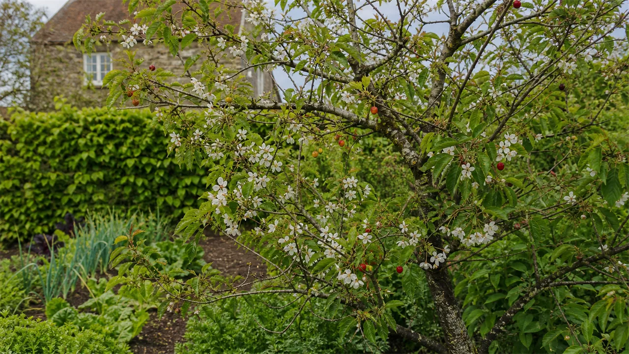 Wild Cherry (Prunus avium)